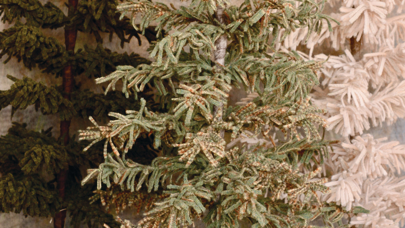 Wooly Pines