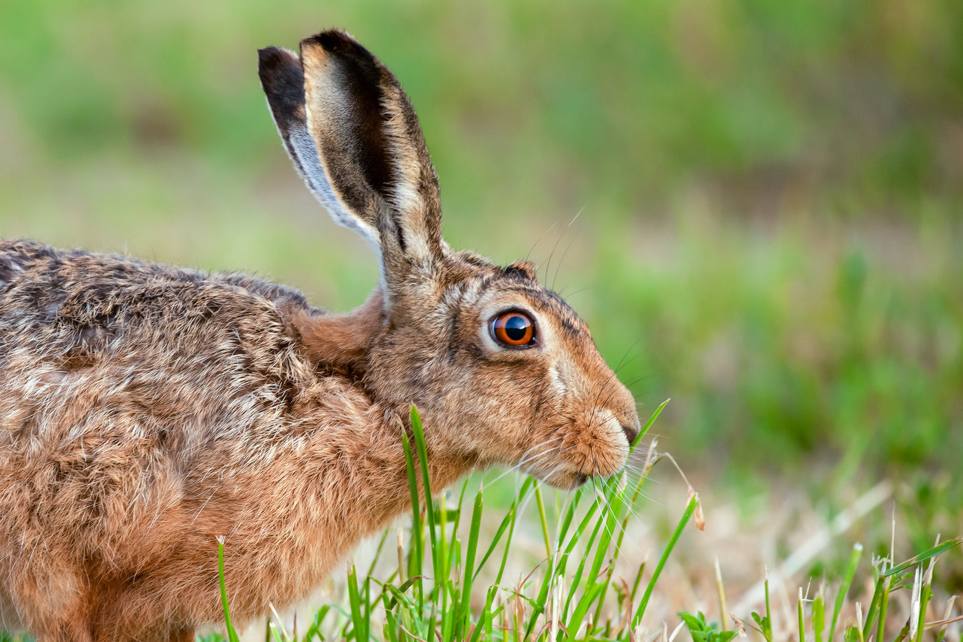 Supply Pack: 2D Brown Hare - Level 2