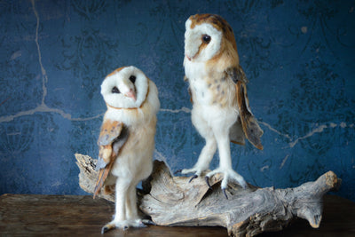 Supply Pack: Barn Owl - Level 3/4