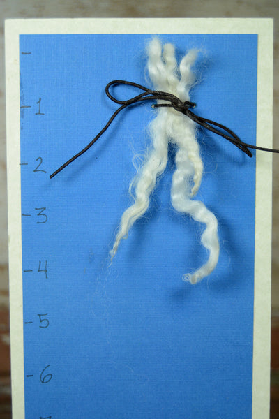 Border Leicester Lamb Locks: Light 2 oz