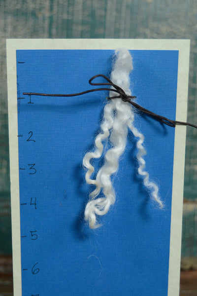Sheep Curls 2 oz Light