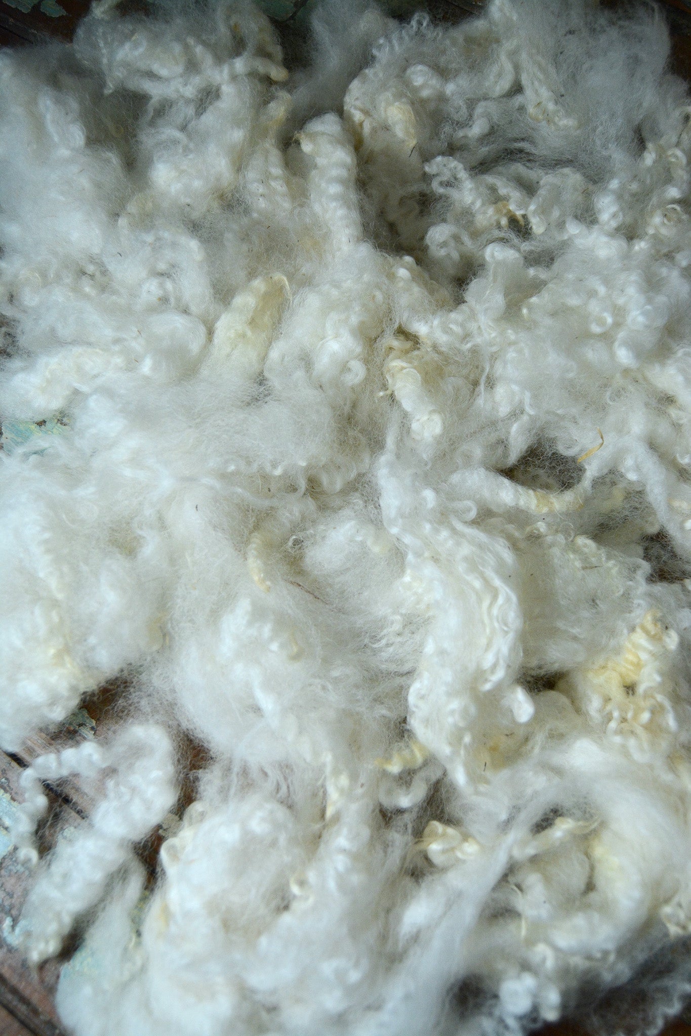 Border Leicester: Fluff Clearance