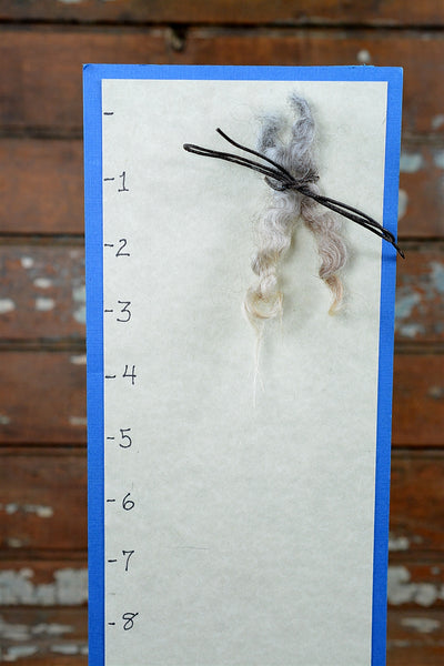 Border Leicester Locks: Natural  2 oz