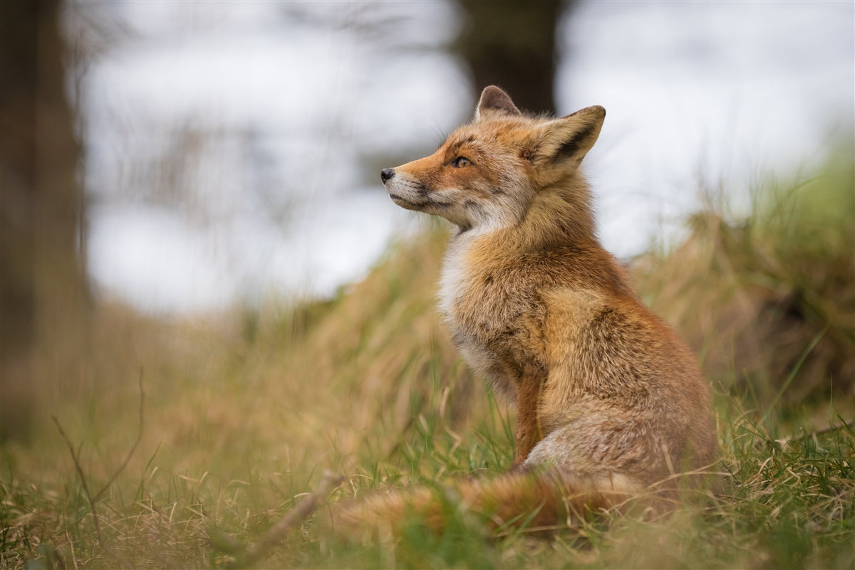 Supply Pack: 2D Wet Felting Fox in Field - Level 1