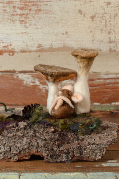 Mushroom Vignette:  Trumpets on Bark